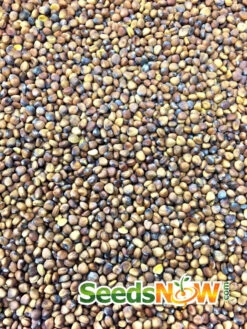 Radish - Watermelon -seedsnow Sales Store Radish Watermelon seeds 1