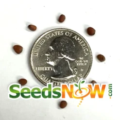 Radish - White Icicle -seedsnow Sales Store Radish White Icicle seeds 1