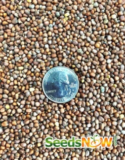 Radish - White Icicle -seedsnow Sales Store Radish White Icicle seeds 2