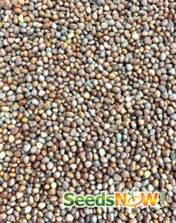 Radish - White Icicle -seedsnow Sales Store Radish White Icicle seeds 3