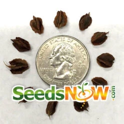 Rhubarb - Victoria -seedsnow Sales Store Rhubarb Victoria seeds 1