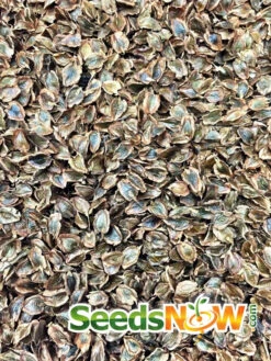 Rhubarb - Victoria -seedsnow Sales Store Rhubarb Victoria seeds 2