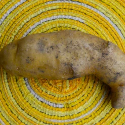 Potato (Late-Season) Fingerling - Russian Banana (ORGANIC) -seedsnow Sales Store Russian Banana