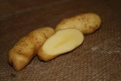 Potato (Late-Season) Fingerling - Russian Banana (ORGANIC) -seedsnow Sales Store Russian Banana 2