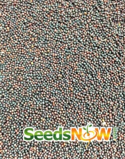 Rutabaga - American Purple Top -seedsnow Sales Store Rutabaga American Purple Top seeds 3