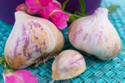 Garlic - (Soft Neck) Early Purple Italian (Organic) -seedsnow Sales Store SAR 4600