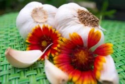 Garlic - (Soft Neck) Nootka Rose -seedsnow Sales Store SAR 4605