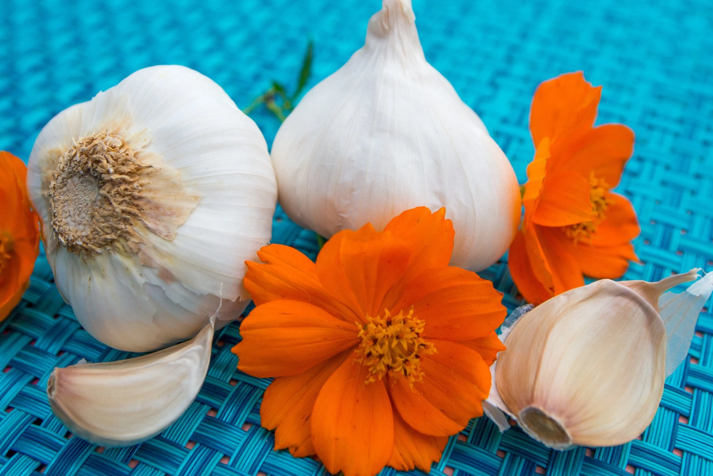 Garlic - (Soft Neck) Silver Rose 6 Garlic - (Soft Neck) Silver Rose - Image 4