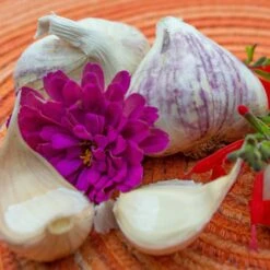 Garlic - (Soft Neck) Inchelium Red (Organic)