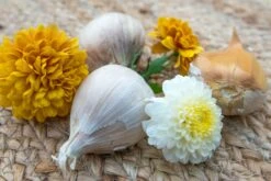 Garlic - (Soft Neck) - Elephant -seedsnow Sales Store SAR 4636