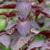 Shiso, Red (Perilla Leaf, Japanese Basil)