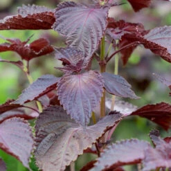 Shiso, Red (Perilla Leaf, Japanese Basil)