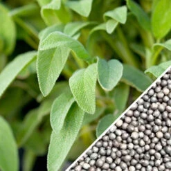 Sage - Broadleaf -seedsnow Sales Store Sage Broadleaf seeds