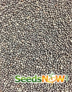 Sage - Broadleaf -seedsnow Sales Store Sage Broadleaf seeds 2