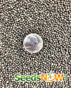 Sage - Broadleaf -seedsnow Sales Store Sage Broadleaf seeds 4