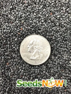 Flowers - Soapwort -seedsnow Sales Store Saponaria AKA Soapwort seeds 2