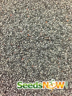 Flowers - Soapwort -seedsnow Sales Store Saponaria AKA Soapwort seeds 3