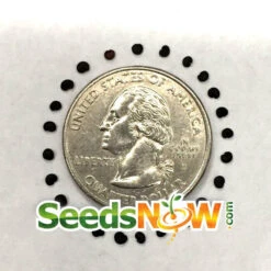 Flowers - Soapwort -seedsnow Sales Store Saponaria AKA Soapwort seeds 6a5bdcef 0b59 4975 baa0 93977587eb47