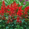 Flowers - Scarlet Sage -seedsnow Sales Store ScarletSageseeds