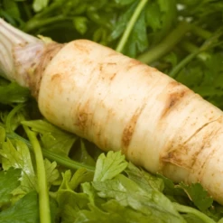 Carrot - Snow White, 7" Long