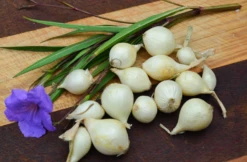 Onion (Sets) - Ebenezer, White -seedsnow Sales Store ScreenShot2022 11 13at10.00.19AM