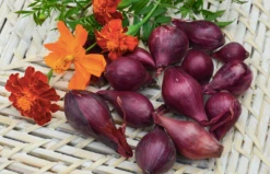 Onion (Sets) - Wethersfield, Red 13 Onion (Sets) - Wethersfield, Red -seedsnow Sales Store ScreenShot2022 11 13at10.01.22AM