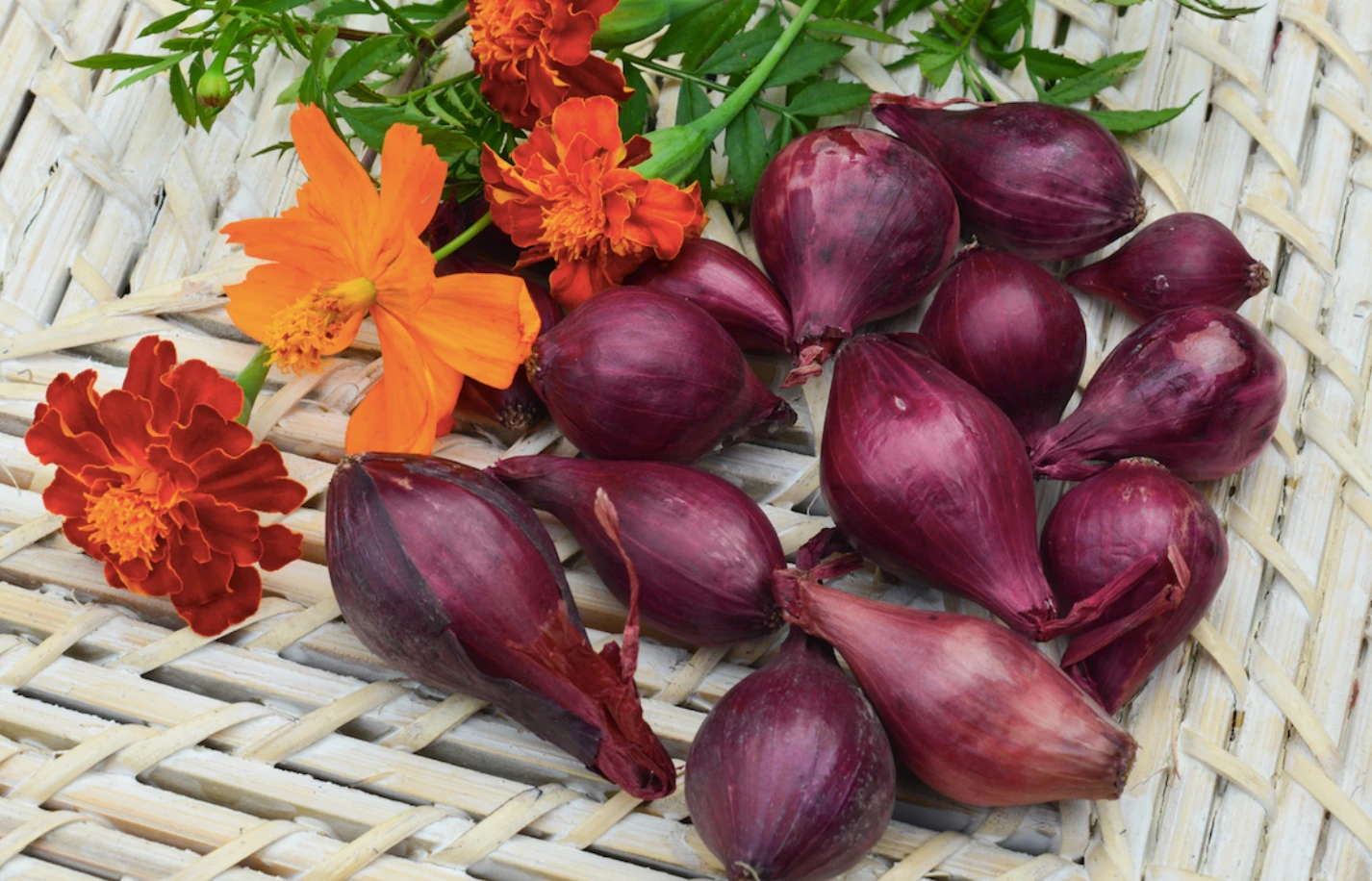 Onion (Sets) - Wethersfield, Red 8 Onion (Sets) - Wethersfield, Red - Image 6