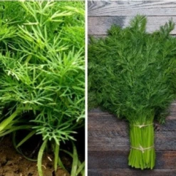 Dill - Bouquet