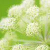 Angelica (Wild Celery / Holy Ghost) -seedsnow Sales Store Screen Shot 2015 03 12 at 8.26.21 AM 1200x f3f6f3a6 510f 4261 9072 1a50cb3a0ed4