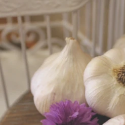 Garlic - (Hard Neck) Porcelain German (Organic) -seedsnow Sales Store Screen Shot 2018 10 25 at 7.19.35 AM