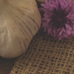 Garlic - (Hard Neck) Porcelain German (Organic) -seedsnow Sales Store Screen Shot 2018 10 25 at 7.20.06 AM