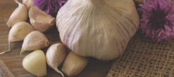 Garlic - (Hard Neck) Porcelain German (Organic) -seedsnow Sales Store Screen Shot 2018 10 25 at 7.20.38 AM