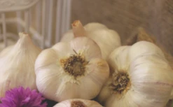 Garlic - (Hard Neck) Porcelain German (Organic) -seedsnow Sales Store Screen Shot 2018 10 25 at 7.22.30 AM