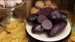 Potato (Late-Season) - Magic Molly (Organic/Heirloom) -seedsnow Sales Store Screen Shot 2018 11 02 at 8.41.35 AM