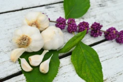 Garlic - (Soft Neck) Italian Late -seedsnow Sales Store Screen Shot 2018 11 05 at 8.46.19 AM