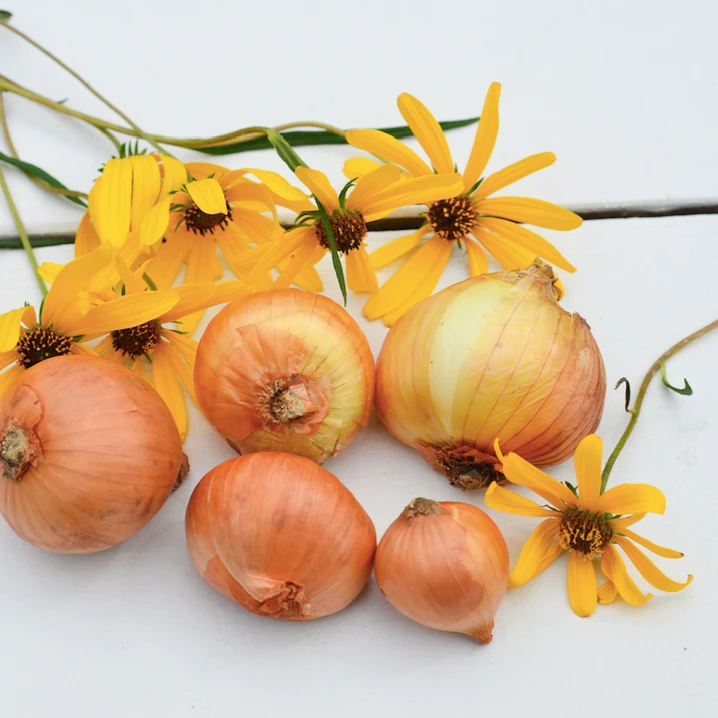 Shallot (sets) - Dutch, Yellow 4 Shallot (sets) - Dutch, Yellow - Image 2