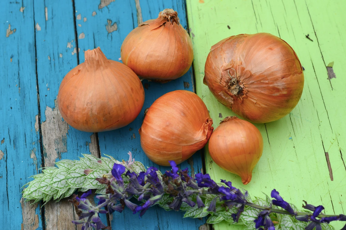 Shallot (sets) - Dutch, Yellow 5 Shallot (sets) - Dutch, Yellow - Image 3