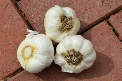 Garlic - (Soft Neck) Early Purple Italian (Organic) -seedsnow Sales Store Screen Shot 2018 11 05 at 9.12.56 AM