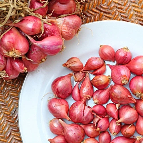 Shallot (sets) - Holland, Red (Organic) 3 Shallot (sets) - Holland, Red (Organic)