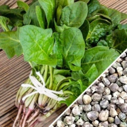 Spinach - America -seedsnow Sales Store Spinach America seeds