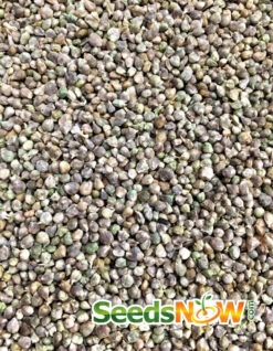 Spinach - America -seedsnow Sales Store Spinach America seeds 4