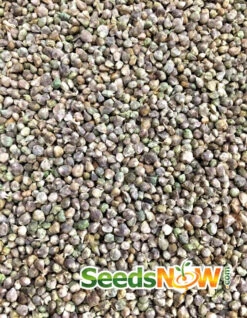 Spinach - Bloomsdale -seedsnow Sales Store Spinach Bloomsdale seeds 4