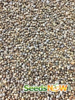 Spinach - Matador Viking -seedsnow Sales Store Spinach Matador Viking seeds 2