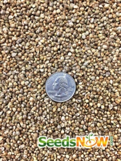 Spinach - Matador Viking -seedsnow Sales Store Spinach Matador Viking seeds 3