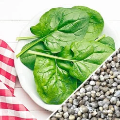 Spinach - Matador Viking -seedsnow Sales Store Spinach Matador Viking seeds main
