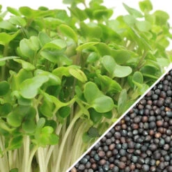 Sprouts/Microgreens - Broccoli -seedsnow Sales Store Sprouts Broccoli seeds