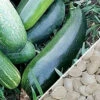 Squash (Summer) - Dark Green -seedsnow Sales Store Squash Dark Green seeds