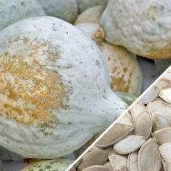 Squash (Winter) - Hubbard, Baby Blue -seedsnow Sales Store Squash Hubbard Baby Blue seeds