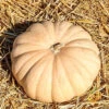 Squash (Winter) - Long Island Cheese -seedsnow Sales Store Squash Long Island Cheese seeds b16a3ced eee8 4bb7 a090 53327d6e4000
