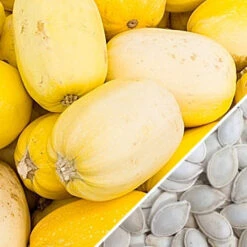 Squash (Winter) - Spaghetti -seedsnow Sales Store Squash Spaghetti seeds